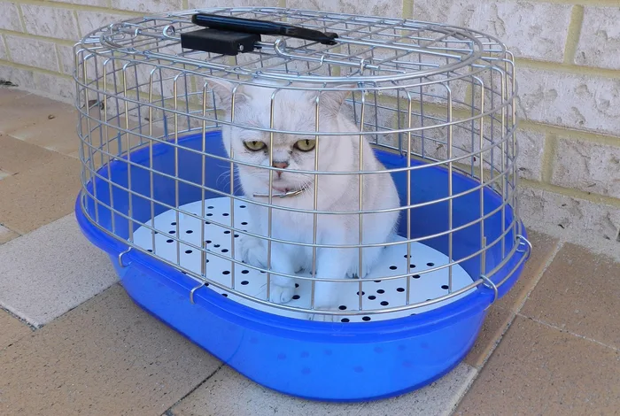 Taşıma kafesinde bekleyen kedi
