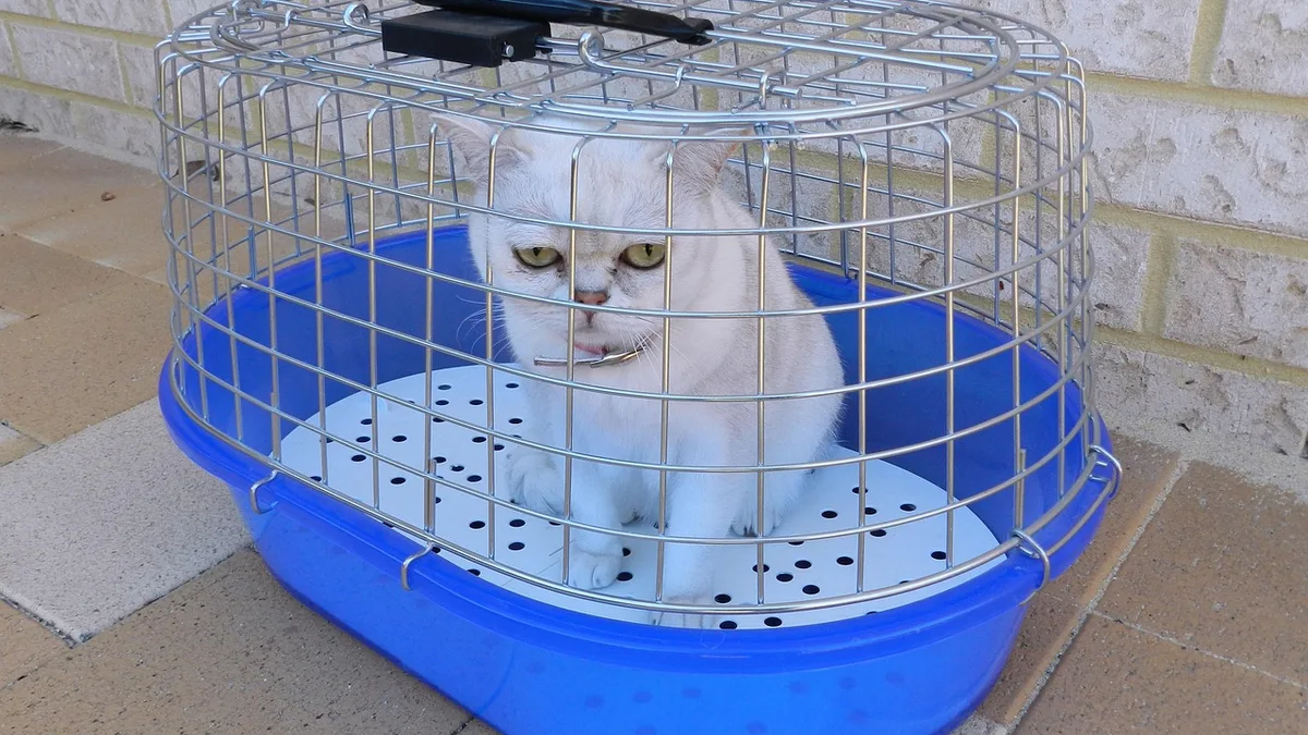 Taşıma kafesinde bekleyen kedi